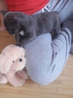 bulldog - Francouzsk ttka Bouledogue