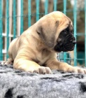 K dispozici jsou štěňata Bullmastiff