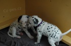 zdravá těňátka Dalmatian pro přijetí