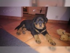 zdravá těňátka Rottweiler pro přijetí