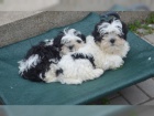 zdravá těňátka ShihTzu pro přijetí