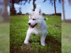 zdravá těňátka Siberian Husky pro přijetí