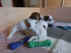 zdravá těňátka Jack Russell pro přijetí