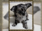 zdravá těňátka Chihuahua pro přijetí 