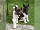 zdravá těňátka Akita Inu pro přijetí