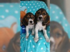 zdravá těňátka Beagle pro přijetí