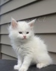 Ohromující koťata Maine Coon