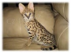 Rozkošná Savannah - serval - Ocelot - caracal koťátka na prodej