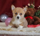 Zbývá už jen 2! Roztomilá štěňátka Corgi pembroke! Nyní máme štěňata čistokrevného plemene Corgi pro homing ... zdravá fena a pes pro milující domovy. Pro více informací o adopci