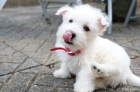 Štěňata West Highland Terrier