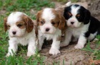 Zadám štěňata plemene King Charles Spaniel