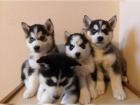 Ndhern ttka vlho husky