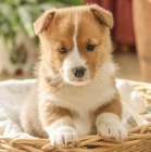 Velština Corgi (Pembroke)
