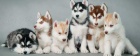 Sibisk husky ttka s papry