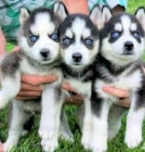 Siln a krsn sibisk husky tata