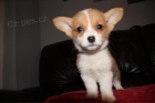 Roztomilá a krásná štěňátka Welsh Corgi pembroke