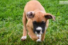 krásné adoptivní boxerky kraťasy štěňata .male a fena k dispozici