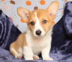 Velšská Corgi Pembroke