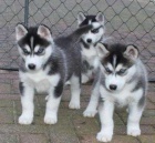 Kryt siberian husky ttka Pes