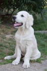 Zlat� retriever