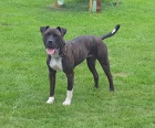 Americk bandog - nabdka feny