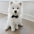 Samojed štěňata K dispozici Pro přijetí