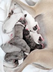Whippet ( vipet ) štěnátka s PP