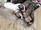 Whippet ( vipet ) štěnátka s PP