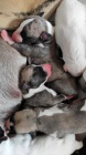 Whippet ( vipet ) štěnátka s PP
