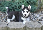 Sibiřské Husky čisté plemeno na prodej