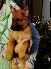 belgický ovčák malinois štěňata, velmi inteligentní a ochranný