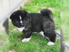 krásná akita inu štěňata