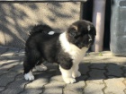 krásná akita inu štěňata