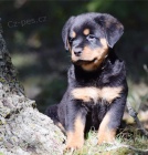11 očkovaných štěňat rotvajler zdarma k adopci !!