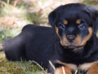 11 očkovaných štěňat rotvajler zdarma k adopci !!