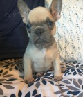 3 očkované a milující štěňat francouzský buldoček zdarma k adopci