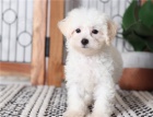 3 očkované a milující štěňat 5 pudl zdarma k adopci