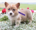 Sladká velština Corgi (Pembroke) Štěňata