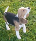 Štěňata Tricolor Beagle hledající milující nové domovy, připravená dnes odejít