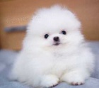 Pomeranian štěňata k dispozici