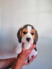 Dvě štěňata Beagle