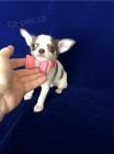 Chlapci a dívky Chihuahua