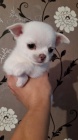 Chlapci a dívky Chihuahua