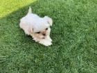 Krásná štěňátka Shih-tzu