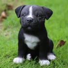 3 měsíce stará štěňata americký pitbull dobře vyškolená a již odčervená štěňátka s rodokmenem