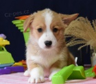 vkrásná čistokrevná štěňata Pembroke corgi Pes a fena K dispozici hledáme nový domov s mikročipem a rodokmenem jsou 3 měsíce staré s rodiči také za dárek ... E-mail ::::: brandonmba10@gmail.com