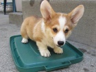 nádherná štěňátka z pembroke welsh corgis