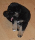 Krásný australský ovčák k adopci.