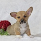 roztomilá štěňata velšského Corgiho k adopci.