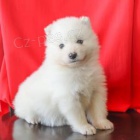 roztomilá samojed štěňata k adopci.